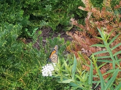 Danaus plexippus