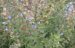 Lobostemon stachydeus