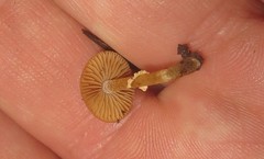 Conocybe vexans