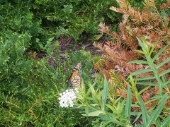 Danaus plexippus