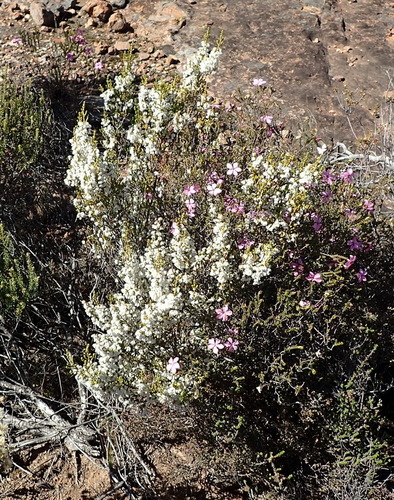 Image of Ring Heath (Erica syngenesia) by (c) Nicola van Berkel, some rights reserved (CC BY-SA)