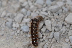 Acronicta rumicis