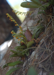 Stelis emarginata