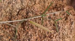 Argyrolobium petiolare