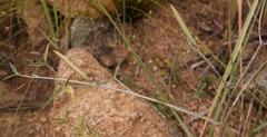 Argyrolobium petiolare