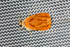 Olethreutes nitidana