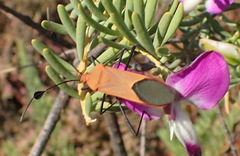 Galaesus hasticornis