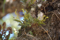 Stelis emarginata