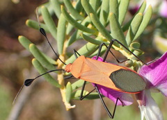Galaesus hasticornis