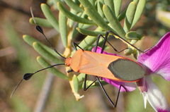 Galaesus hasticornis