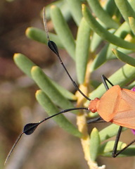 Galaesus hasticornis