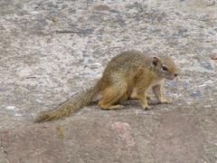 Paraxerus cepapi cepapi