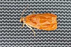 Olethreutes nitidana