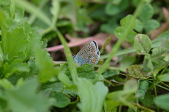 Polyommatus icarus