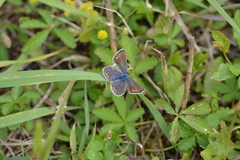 Polyommatus icarus