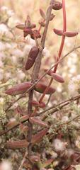 Crassula subaphylla subaphylla