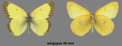 Colias occidentalis