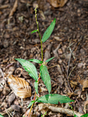 Persicaria mitis