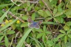 Polyommatus icarus