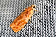 Olethreutes nitidana