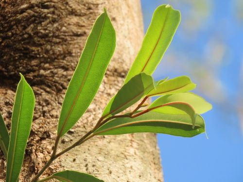 Image of Ficus maclellandii by (c) chiuluan, some rights reserved (CC BY)