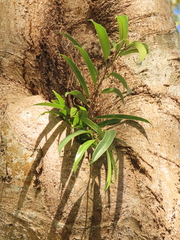 Ficus maclellandii