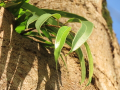Ficus maclellandii