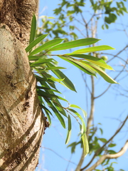 Ficus maclellandii