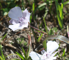 Calochortus umbellatus