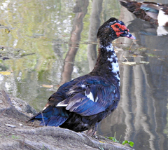 Cairina moschata domestica
