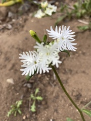 Schizopetalon