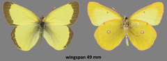 Colias occidentalis