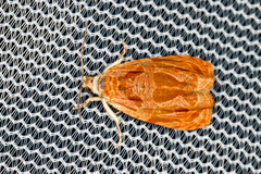 Olethreutes nitidana