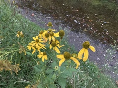 Rudbeckia laciniata