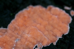 Etheirodon fimbriatum