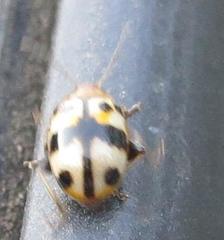 Argopistoides octomaculata