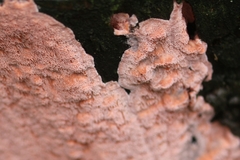 Etheirodon fimbriatum