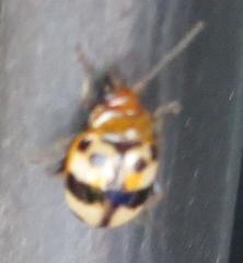Argopistoides octomaculata