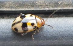 Argopistoides octomaculata