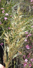 Tenaxia stricta