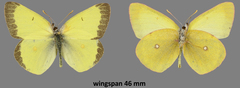 Colias occidentalis