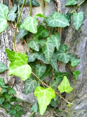 Hedera nepalensis