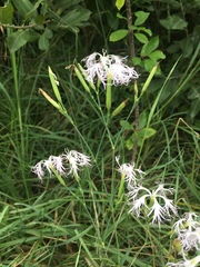 Dianthus superbus stenocalyx