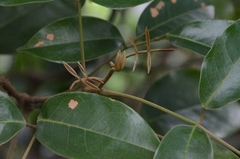Ormosia semicastrata