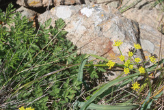 Tauschia kelloggii