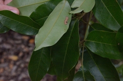 Ormosia semicastrata