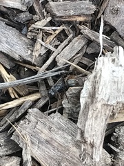 Camponotus pennsylvanicus