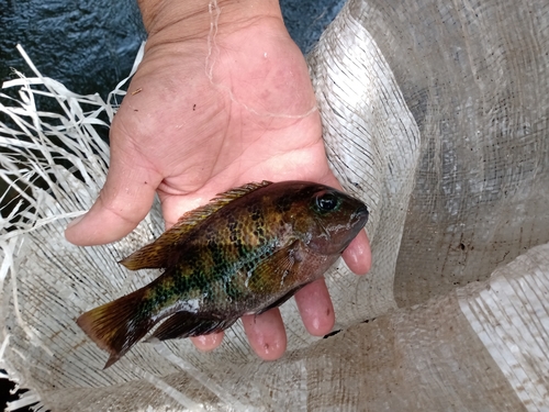 Vieja fenestrata — Cichlidae — 5