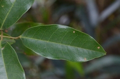 Ormosia semicastrata
