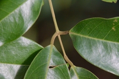 Ormosia semicastrata